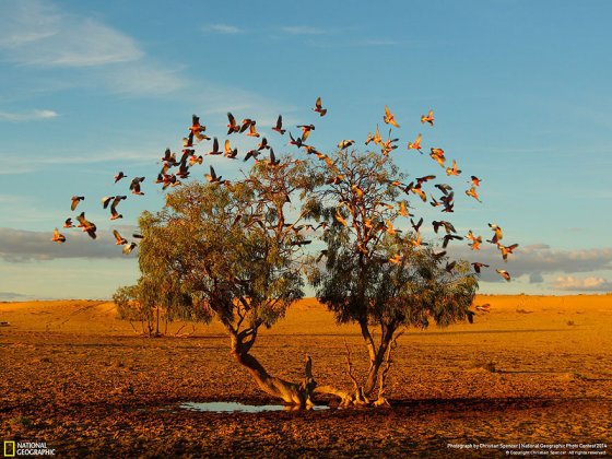 A Tree Dreaming (Strezlecki Desert Australia, Nature Category