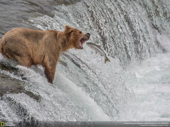 Catch of the Decade (Katmai National Park, Alaska, USA, Nature Category)