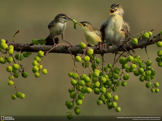 Mom’s Love (Jakarta, Nature Category)