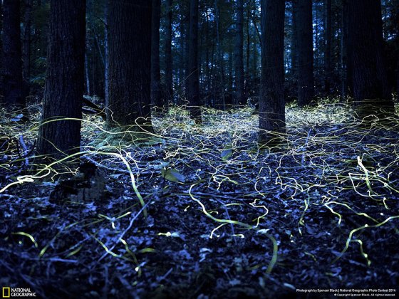 Searching for Love (Brevard, North Carolina, Nature Category)
