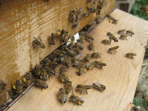 Arı poleninin Faydaları Nelerdir?