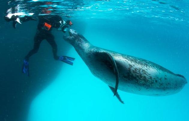 leopard seal