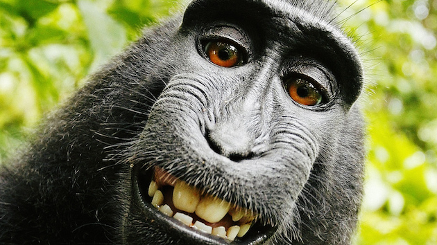 maymun selfie