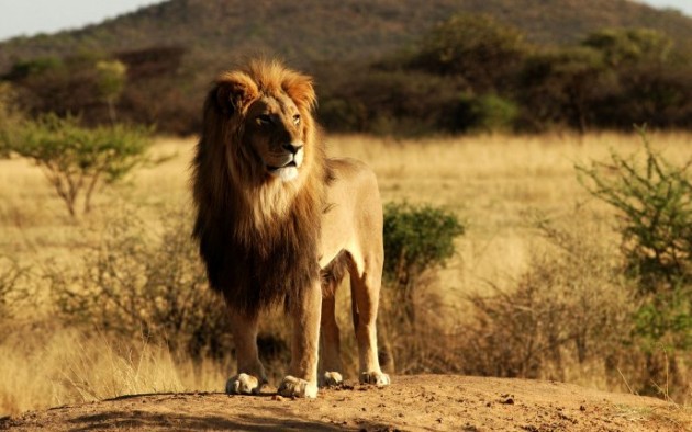 aslan kral