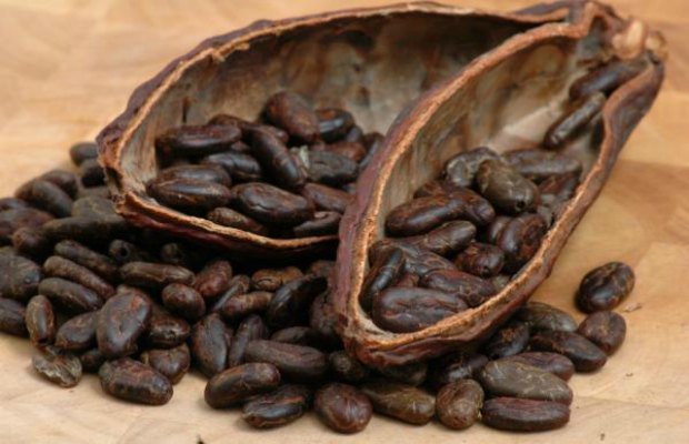 kakao çekirdekleri