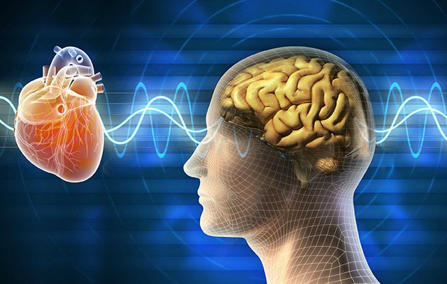 İkinci beynimiz: Kalbin zekası