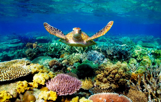 Grand Barrier Reef