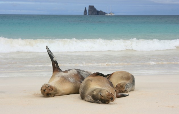 Galapagos'ta deniz aslanları